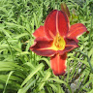 Meet your Posher, Alisara